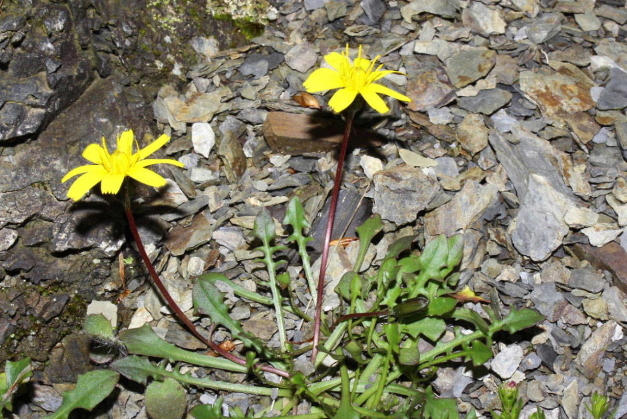 Asteracea - Robertia taraxacoides